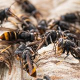 Des produits biocides doivent pouvoir être utilisés en forêt pour traiter les nids de frelons asiatiques (image d'illustration). KEYSTONE/DPA/BORIS ROESSLER